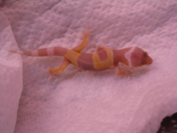 Hatchling albino leopard gecko