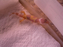 Albino leopard gecko