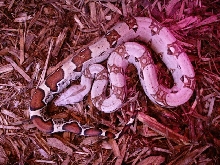 Pastel Boa