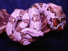 pastel boa