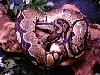 Ringer Ball Python