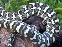 Zulu