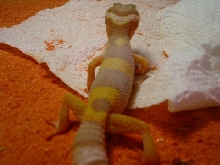 albino female back angle