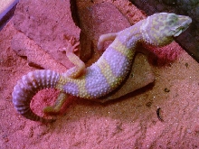 albino juvie leopard