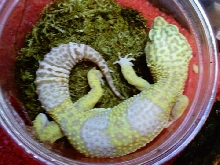 albino leopard gecko