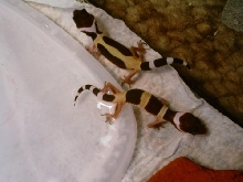 Baby Leopard gecko