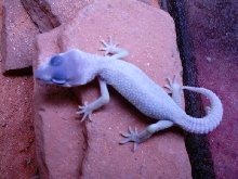 Blizzard Leopard Gecko Hatchling