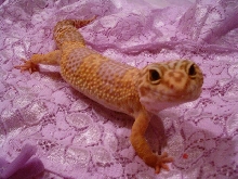 Leopard ge[bleep]o male albino