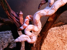 Albino Boa