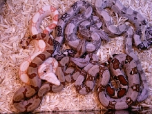 group of boa morphs
