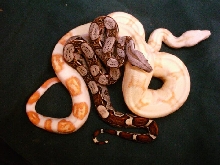 Het And Albino