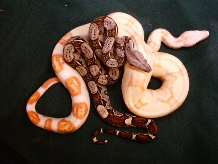 Het And Albino