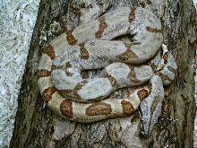 Hypo Boa