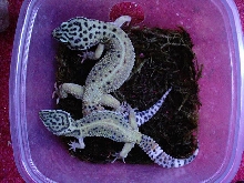 Jungle Leopard geckos
