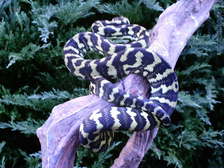 jungleoutside2