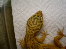 Paradox albino?