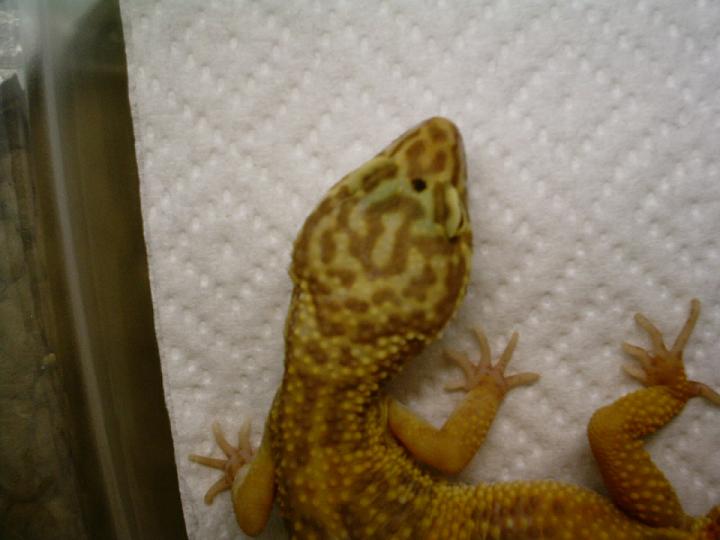 Paradox albino?