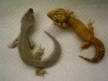 Blizzard and albino