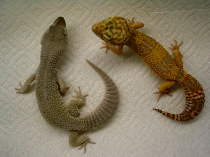 Blizzard and albino