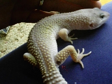 Leopard gecko