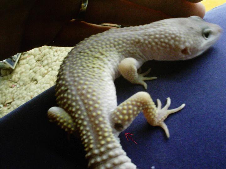 Leopard gecko
