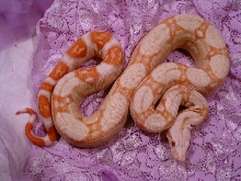 albino male het stripe