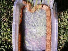 New Hogg Island Boa2