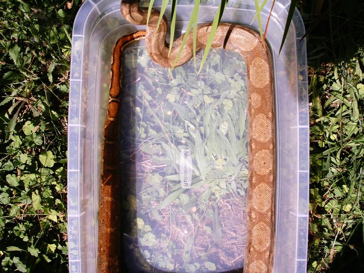 New Hogg Island Boa2