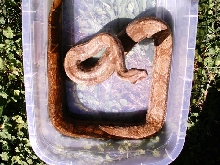 Hogg Island boa3