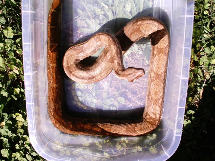 Hogg Island boa3