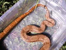 Hogg Island boa4