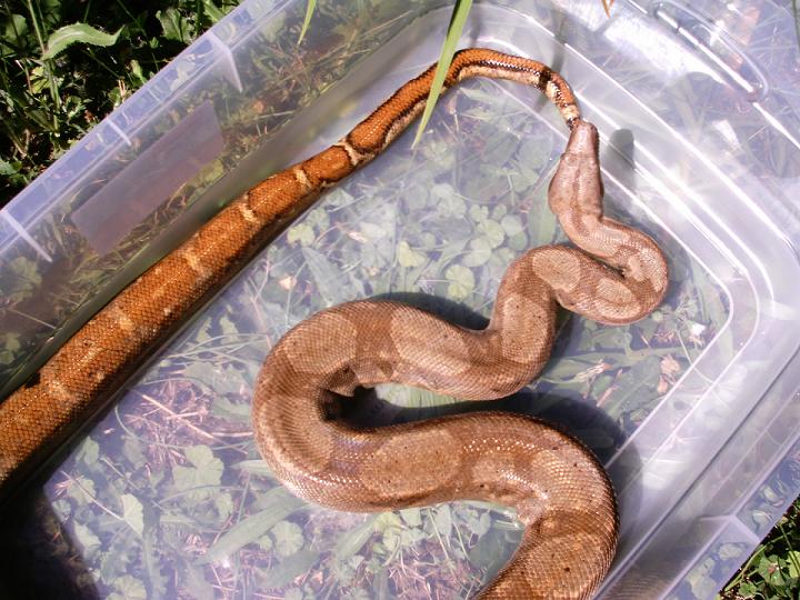 Hogg Island boa4