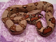 Pastel Boa