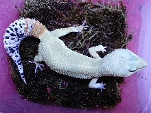 Hypo carrot tailed baldie