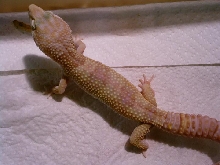 Albinovegas