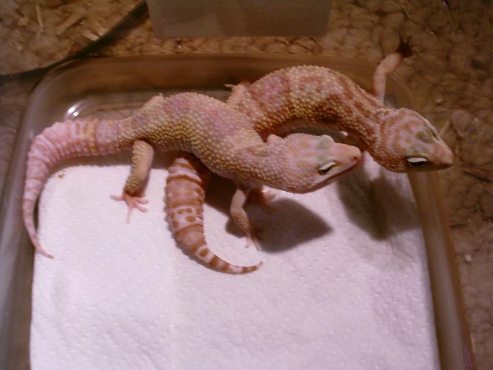 albinovegas2