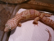 albinovegas3