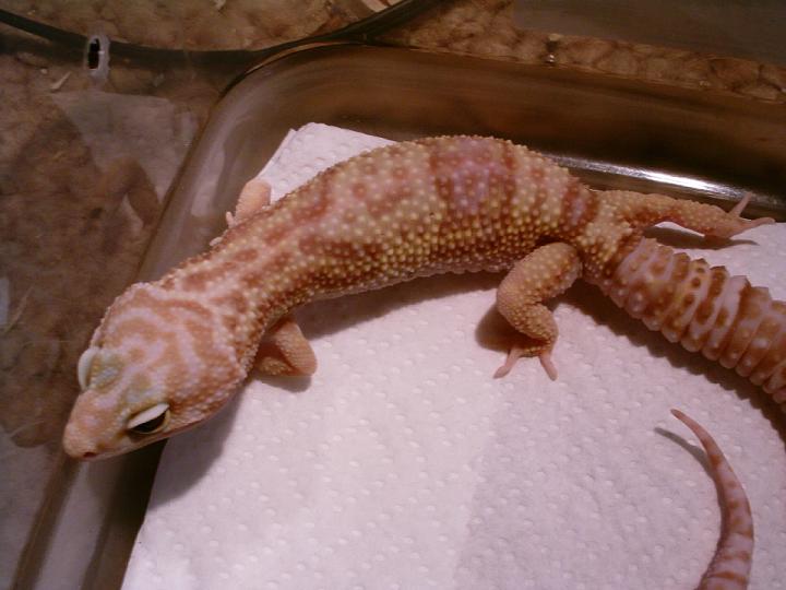 albinovegas3