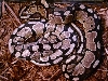 ringer ball python