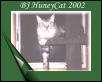 BJ HuneyCat