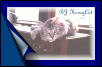 BJ HuneyCat