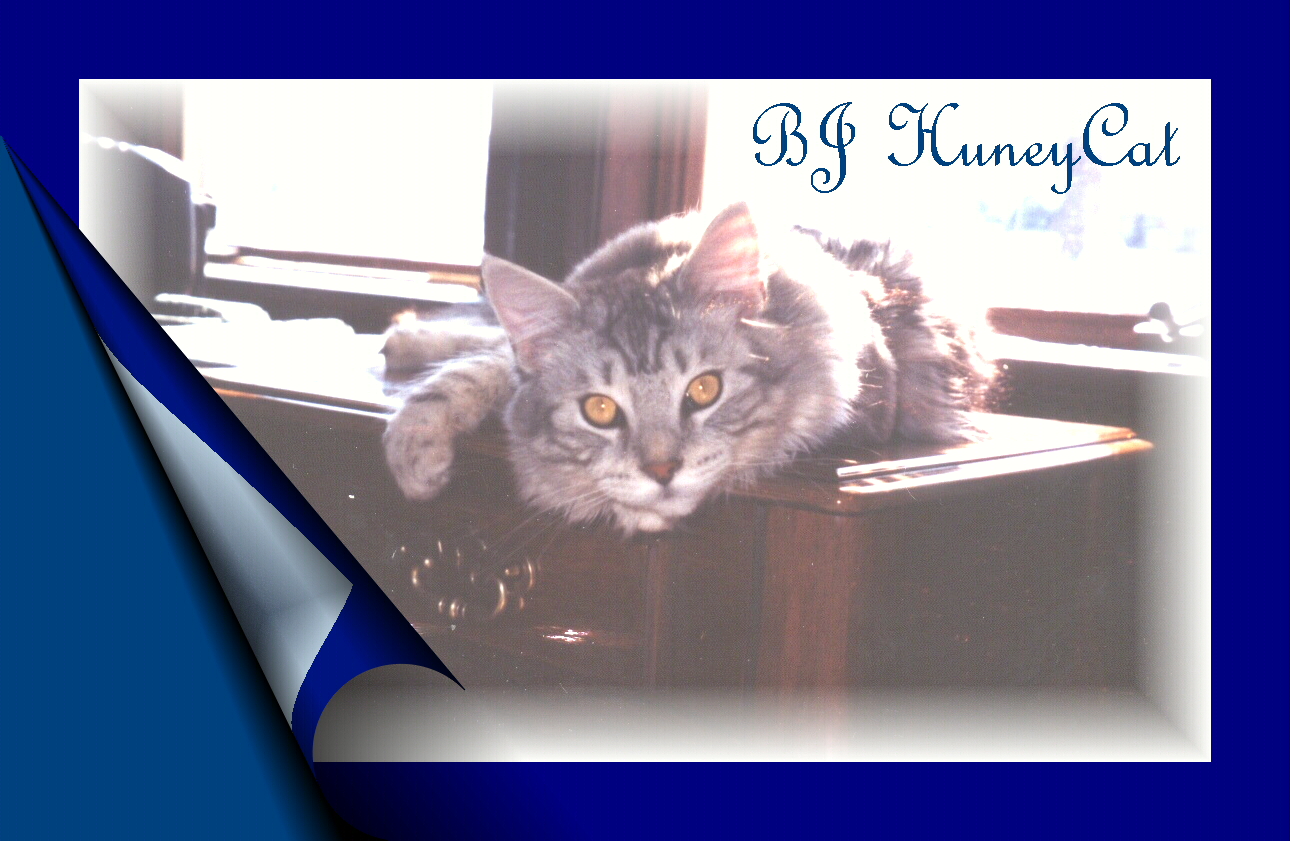 BJ HuneyCat