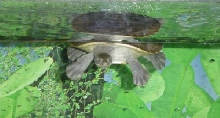 Jeffrey