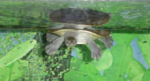 Jeffrey
