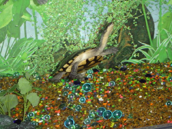 Esmarelda