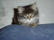 Widget