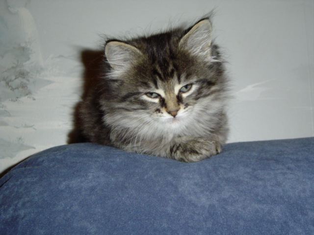 Widget