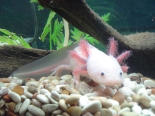 Albert