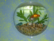 Goldfish (Fantail)