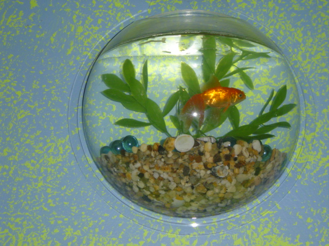 Goldfish (Fantail)
